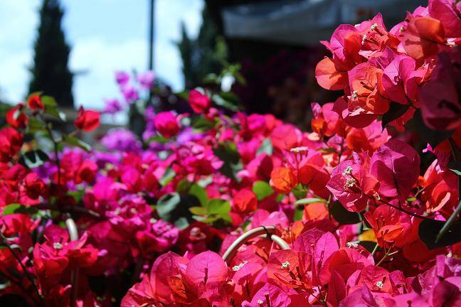 Sarà in Versilia il congresso nazionale del fiore di Coldiretti