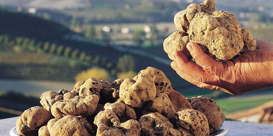 Sagra del Tartufo Bianco e del Fungo