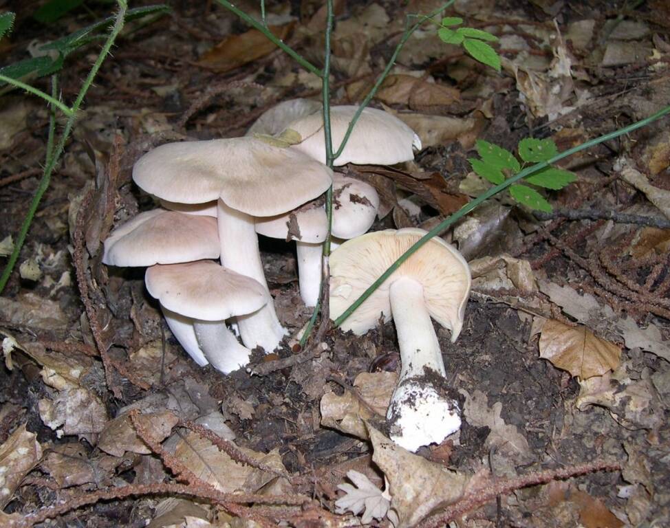 Autunno in tavola: le novità per funghi e tartufi