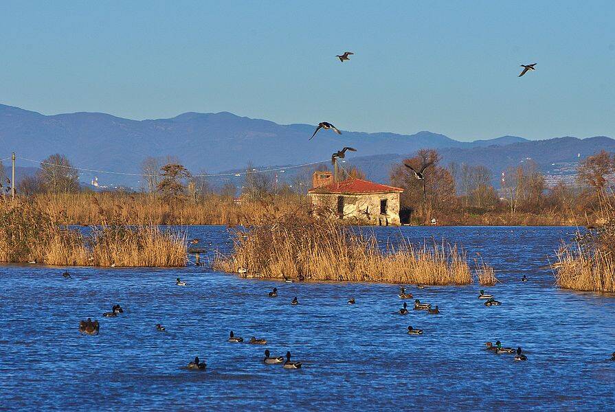Record toscano: oltre 19mila uccelli acquatici passano l’inverno nell’ex lago di Bientina