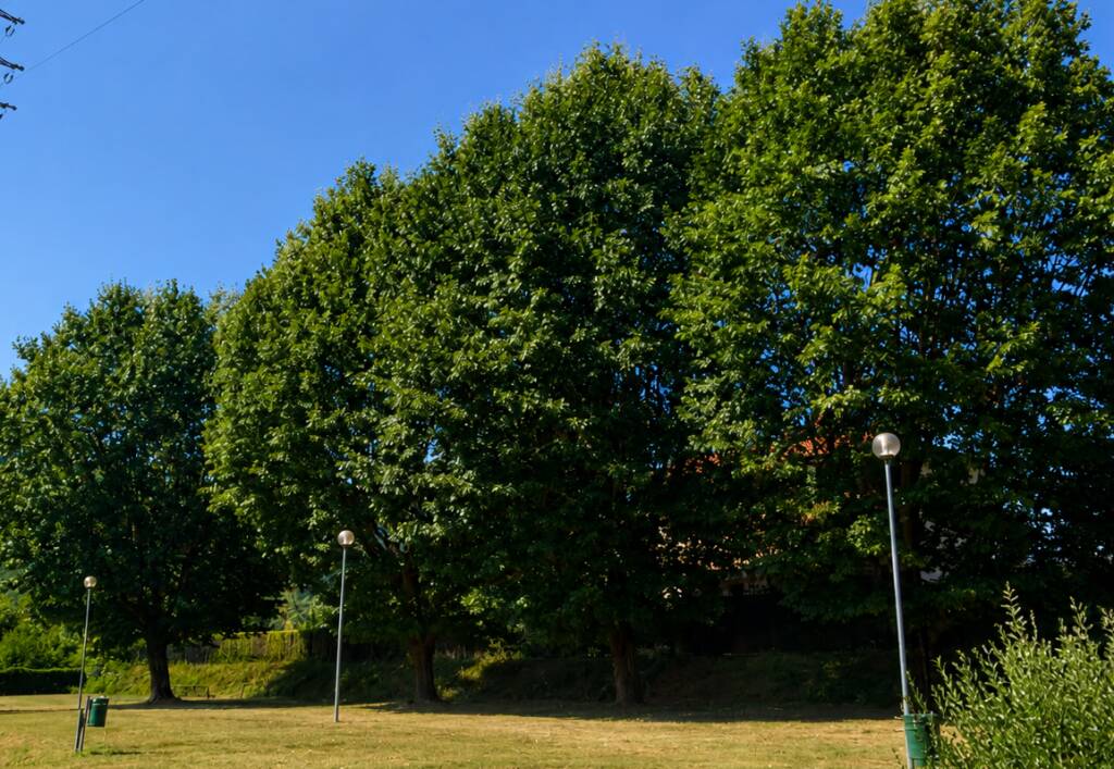 Bagni di Lucca, 40mila euro per riqualificare l’area verde di Cafaggio