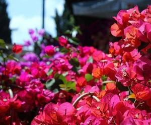 Sarà in Versilia il congresso nazionale del fiore di Coldiretti
