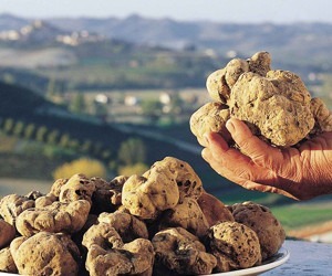 Sagra del Tartufo Bianco e del Fungo
