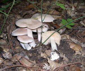 Autunno in tavola: le novità per funghi e tartufi